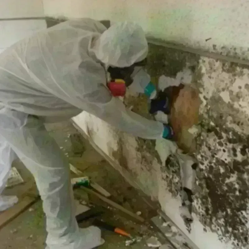 Mold Remediation and Removal in Rodeo, CA